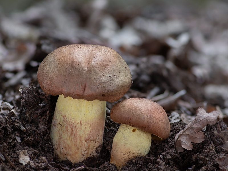 Boletus appendiculatus